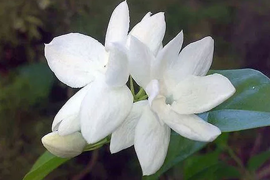 National Museum chief 'reluctant' to replace Sampaguita as PH national  flower | ABS-CBN News