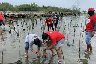 San Miguel planting mangroves in Bulacan to stop floods ahead of airport project