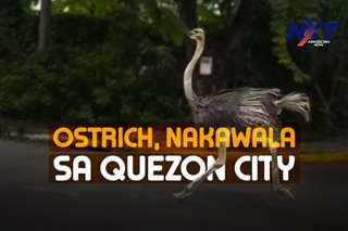 Ostrich, nakawala sa isang subdivision sa Quezon City