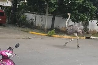 Viral ostrich inadobo, kinain ng caretakers: abogado