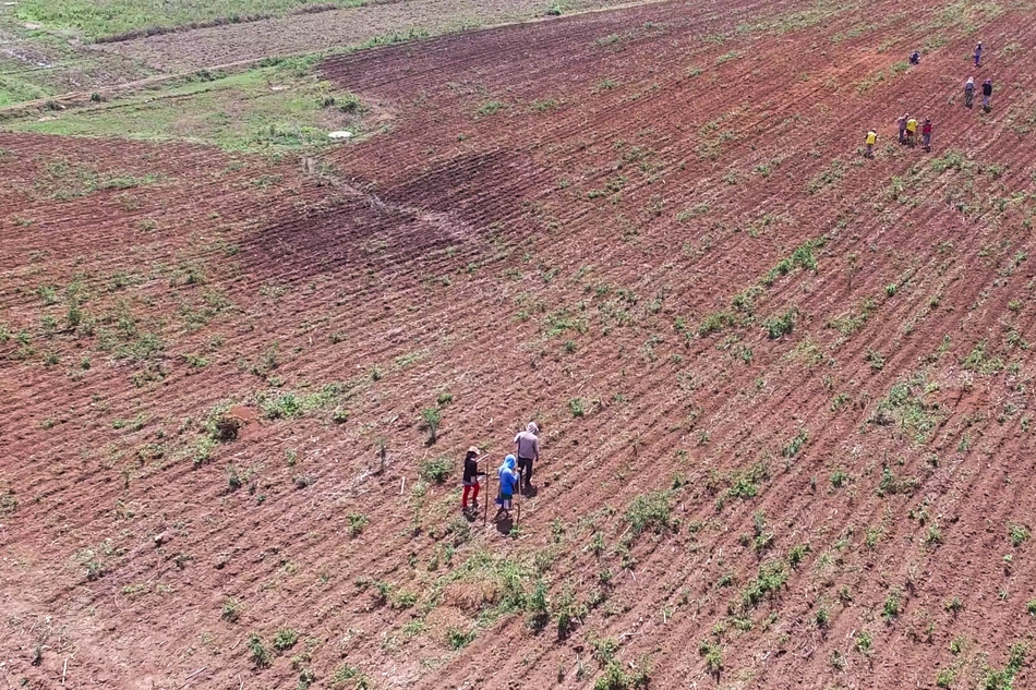  Farmers start planting corn on their fields in Barangay Mirab, Upi, Maguindanao on May 19, 2016 after several months of being empty due to drought brought by El Niño. Greenpeace, Handout/File