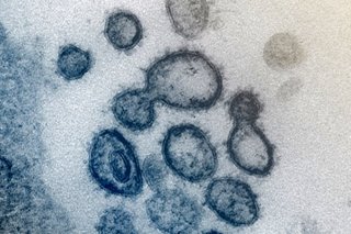 The coronavirus is new, but your immune system might still recognize it