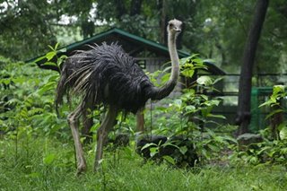 Ostrich na nakawala sa QC namatay dahil sa 'stress'
