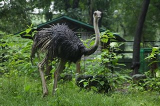 Animal rights groups kinondena ang pagkatay, pagkain sa namatay na viral ostrich sa QC