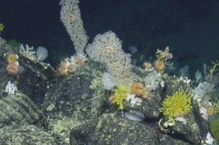 Scientists discover 30 new species in Galapagos depths
