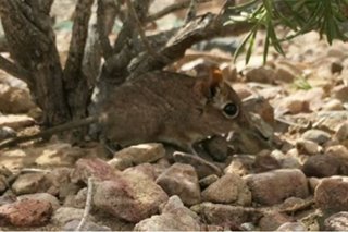 Long 'lost' elephant shrew found in Horn of Africa
