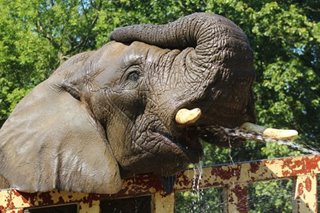 Mga nase-stress na elepante sa Warsaw Zoo bibigyan ng medical marijuana