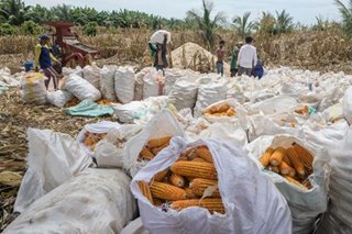 Bumper corn harvest in northern Mindanao