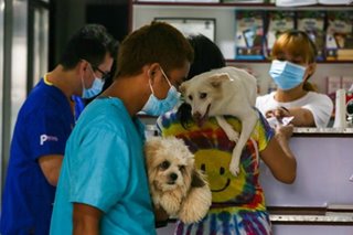 Study shows pets can catch virus from owners