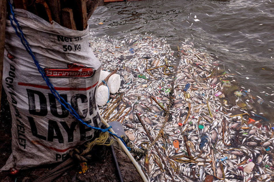 Masangsang na amoy ng Manila Bay fish kill tagos sa face