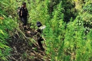 Mga pataniman ng marijuana, sinunog sa Cordillera