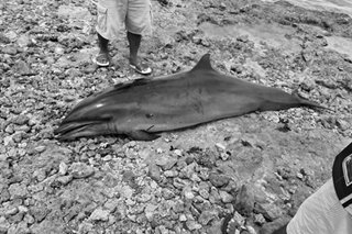 Pregnant Fraser's dolphin found dead in Bohol