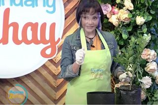 Eula Valdes, isa ring certified plantita