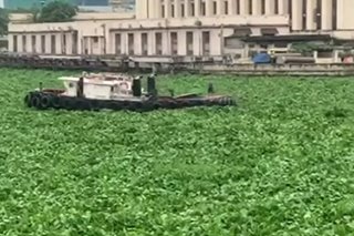 Pasig River napuno ng water hyacinth; ferry service suspendido