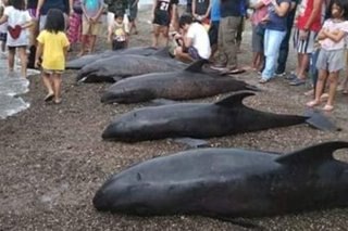 Ilang mga dolphin natagpuang patay sa baybayin ng Catanduanes