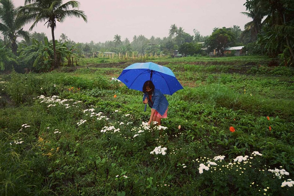 Mga flower farm sa Albay nasalanta ng Bagyong Ofel 1