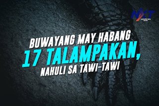 Buwayang may habang 17 talampakan, nahuli sa isang beach sa Tawi-Tawi