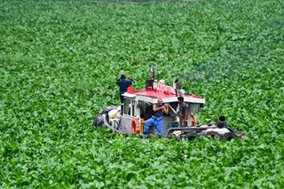 Pasig ferry resumes normal ops as MMDA hauls more water hyacinths