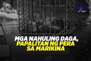 Mga nahuling daga, papalitan ng pera sa Marikina