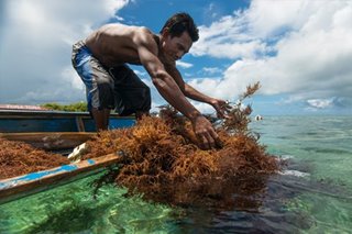 Agriculture dep't urged to develop Philippine seaweed manufacturing industry