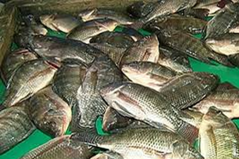 Tilapia growers nababahala sa mga balitang pag-angkat ng isda ng