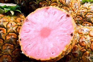 Posible pala! Pink na pineapple tumubo na sa Costa Rica