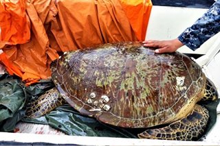 LOOK: Coast Guard rescues green sea turtle in Bohol