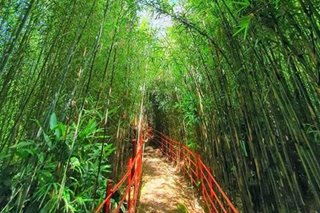 Baguio’s new bamboo park announces temporary closure due to vandalism