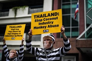 PETA exposes alleged monkey abuse in Thailand’s coconut industry