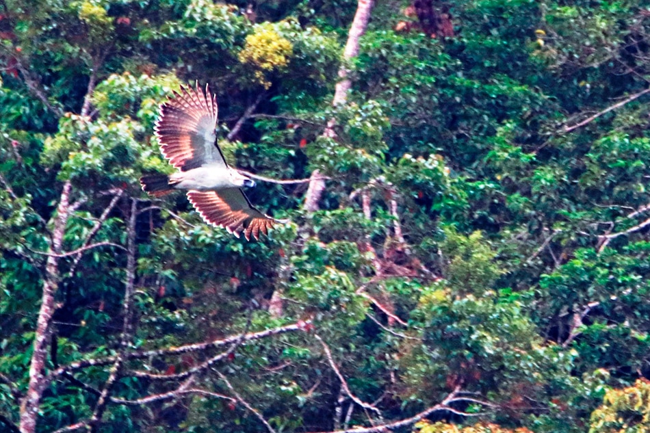 LOOK: New family of Philippine eagles spotted on Mount Apo 1