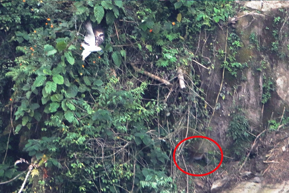 LOOK: New family of Philippine eagles spotted on Mount Apo 2
