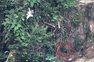LOOK: New family of Philippine eagles spotted on Mount Apo
