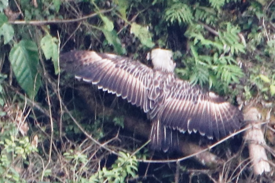 LOOK: New family of Philippine eagles spotted on Mount Apo 3