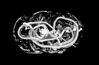 'Like a time capsule': X-rays shed light on animal mummies' secrets