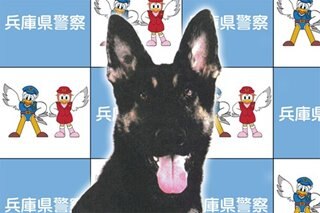Runaway police dog found after search on western Japan mountain