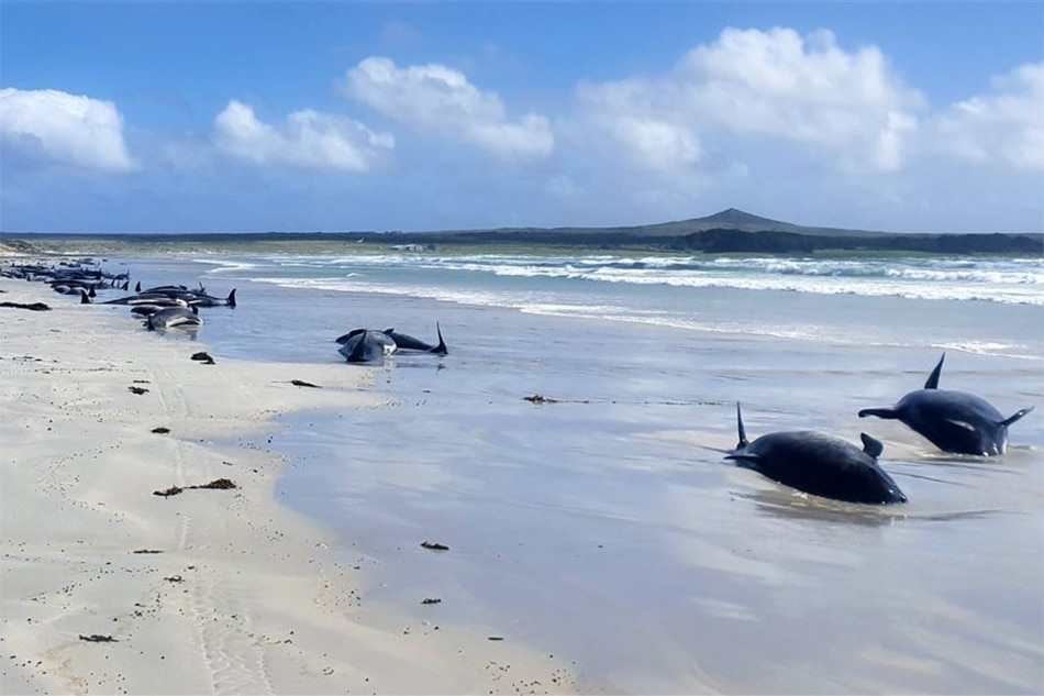 Nearly 100 whales die after mass stranding in New Zealand 1