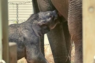 Asian elephant baby makes public debut at Tokyo zoo
