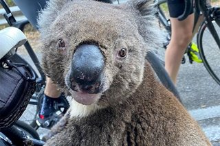 Australia's 'insurance' koala population halved by bushfires