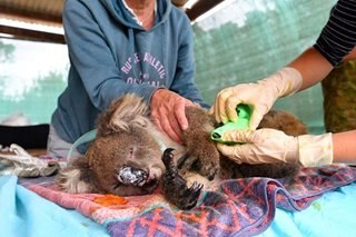 Makeshift koala hospital scrambles to save dozens injured in bushfires
