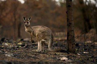 Rain to bring relief, risks to fire-stricken Australia