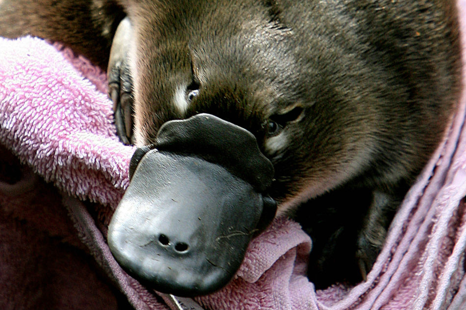 Climate change pushing Australia&#39;s platypus towards extinction: researchers 1