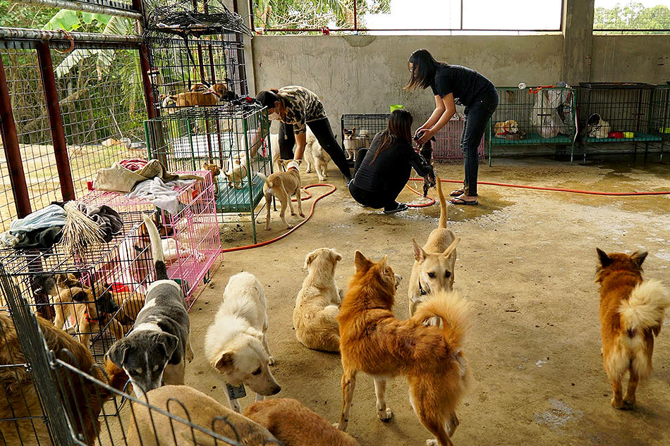Batangas farm shelters pets from rescued towns near Taal Volcano ...