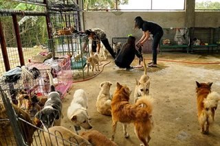 Batangas farm shelters pets from rescued towns near Taal Volcano
