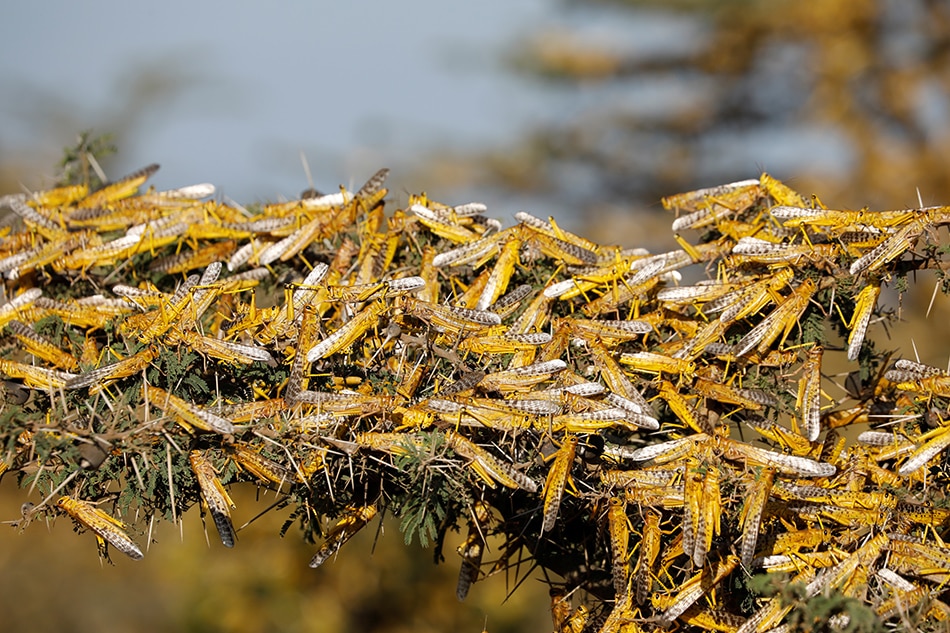 China On Alert For Locusts As It Reels From Coronavirus Swine