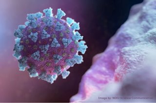 WHO allays concerns over new coronavirus strain