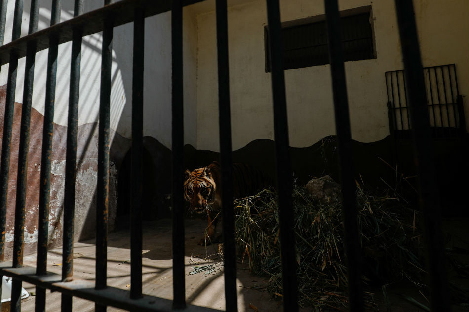 Tiger at NYC's Bronx Zoo tests positive for COVID-19