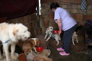 Wave of animal adoptions as locked-down Brits seek creature comfort