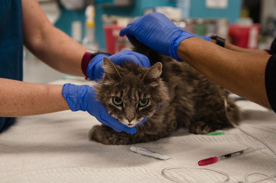 New York cats become first US pets to contract coronavirus 1