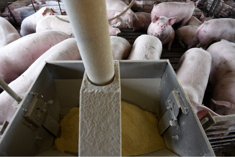 Piglets aborted, chickens gassed as pandemic slams meat sector 1