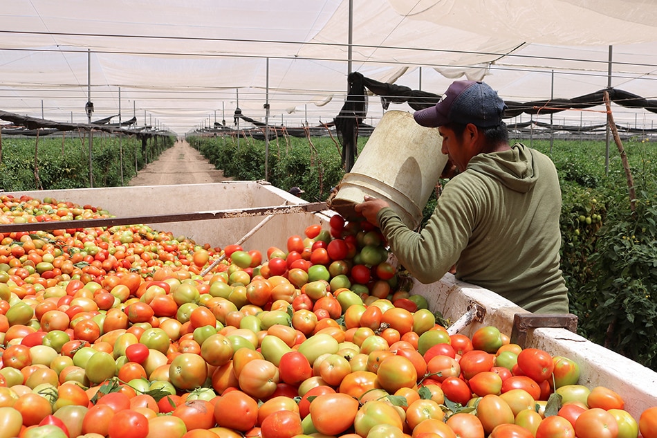 Mexican farmers give away tomatoes as demand squashed by coronavirus 1